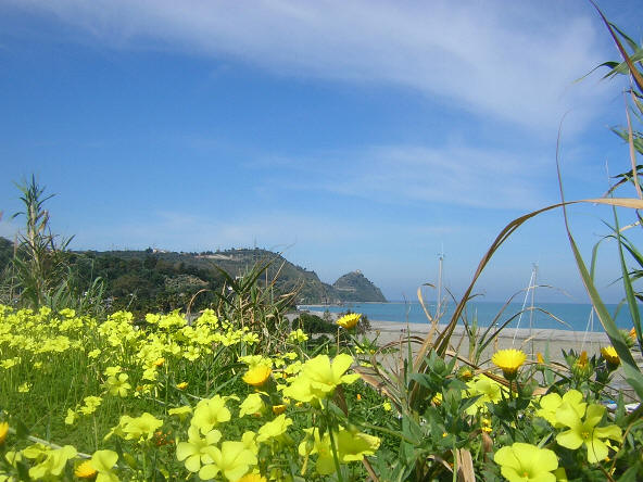 Capo d'Orlando - Panorama da San Gregorio Una vista parziale di San Gregorio di Capo d'Orlando con un cespuglio di fiori gialli in primo piano